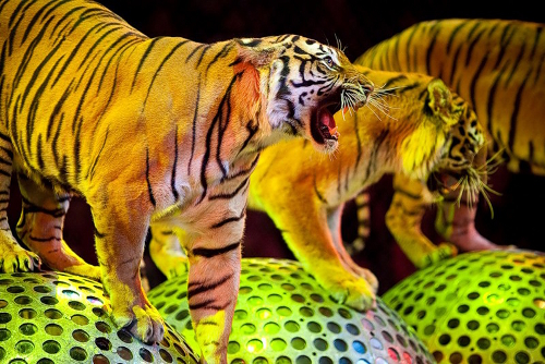 тигры на шарах