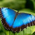 бабочка голубая морфо