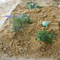 огород в песочнице