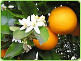 загадка про апельсин